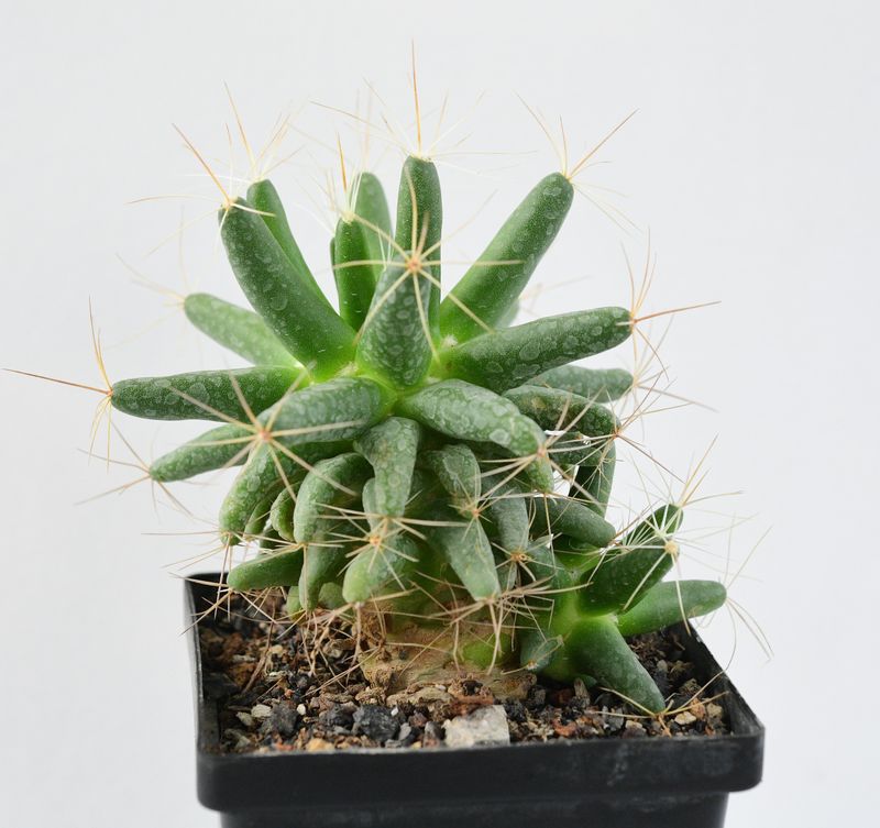 Mammillaria longimama front view