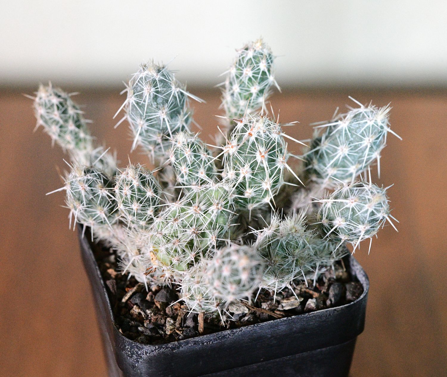 Corynopuntia bulbispina potted plant overview