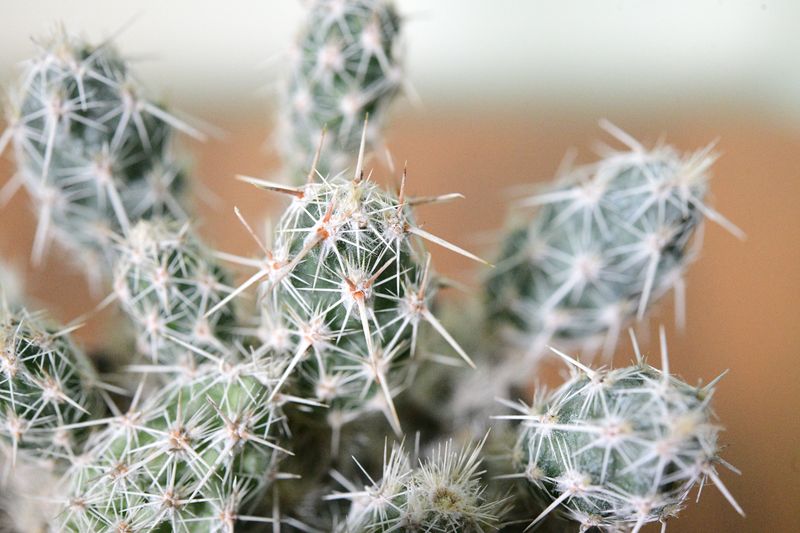 Corynopuntia bulbispina close-up of spines and stems