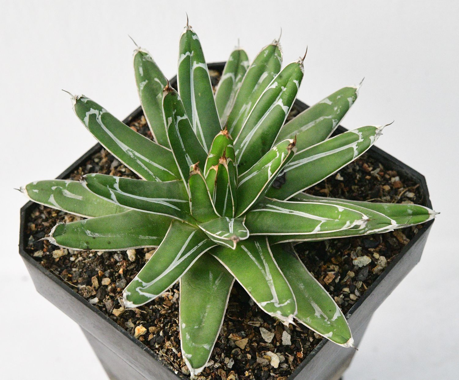 Agave victoria reginae Standard Form