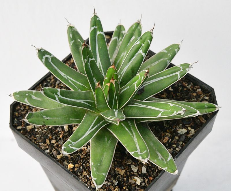 Agave victoria reginae Standard Form Agave victoria reginae Standard Form