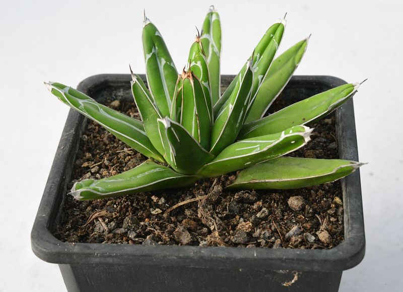 Agave victoria reginae Standard Form Agave victoria reginae Standard Form