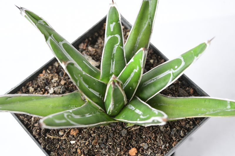 Agave victoria reginae Standard Form front view
