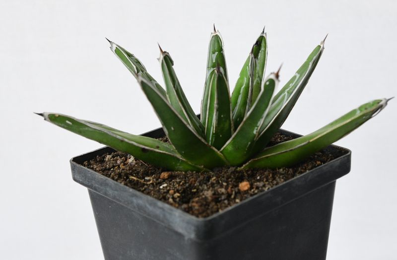 Agave victoria reginae Standard Form Agave victoria reginae Standard Form top-down view