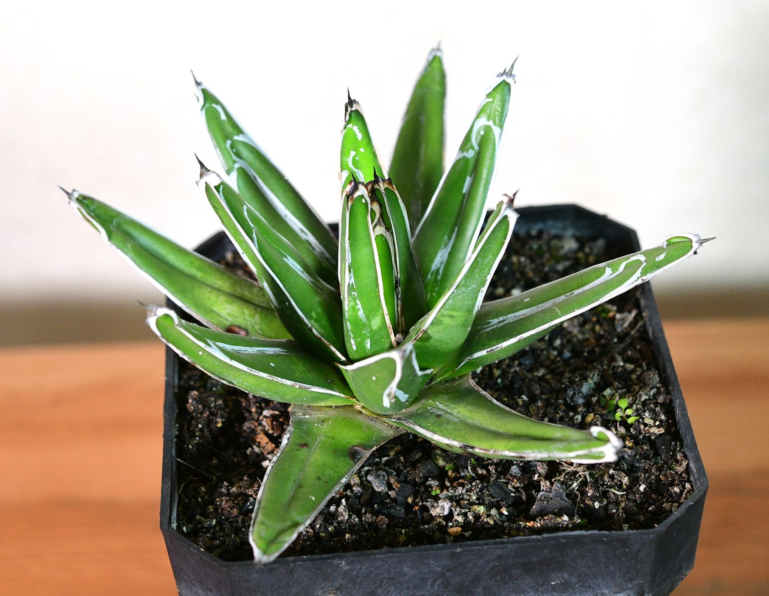 Agave victoria reginae Standard Form