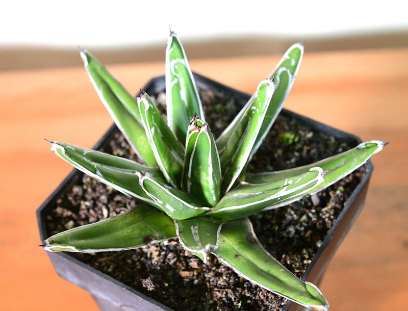 Agave victoria reginae Standard Form