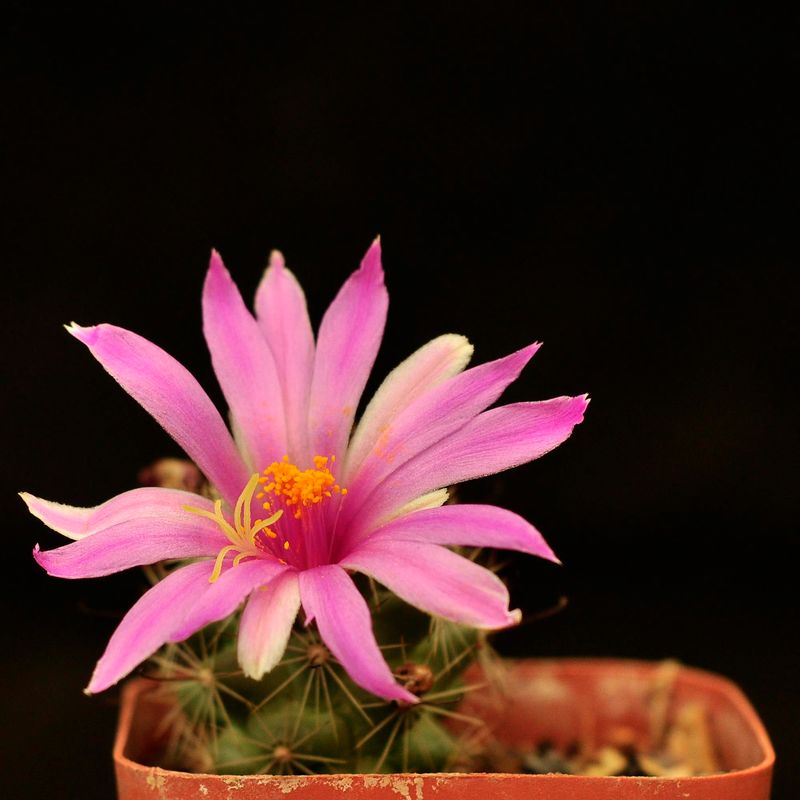 Mammillaria boolii in bloom, close-up