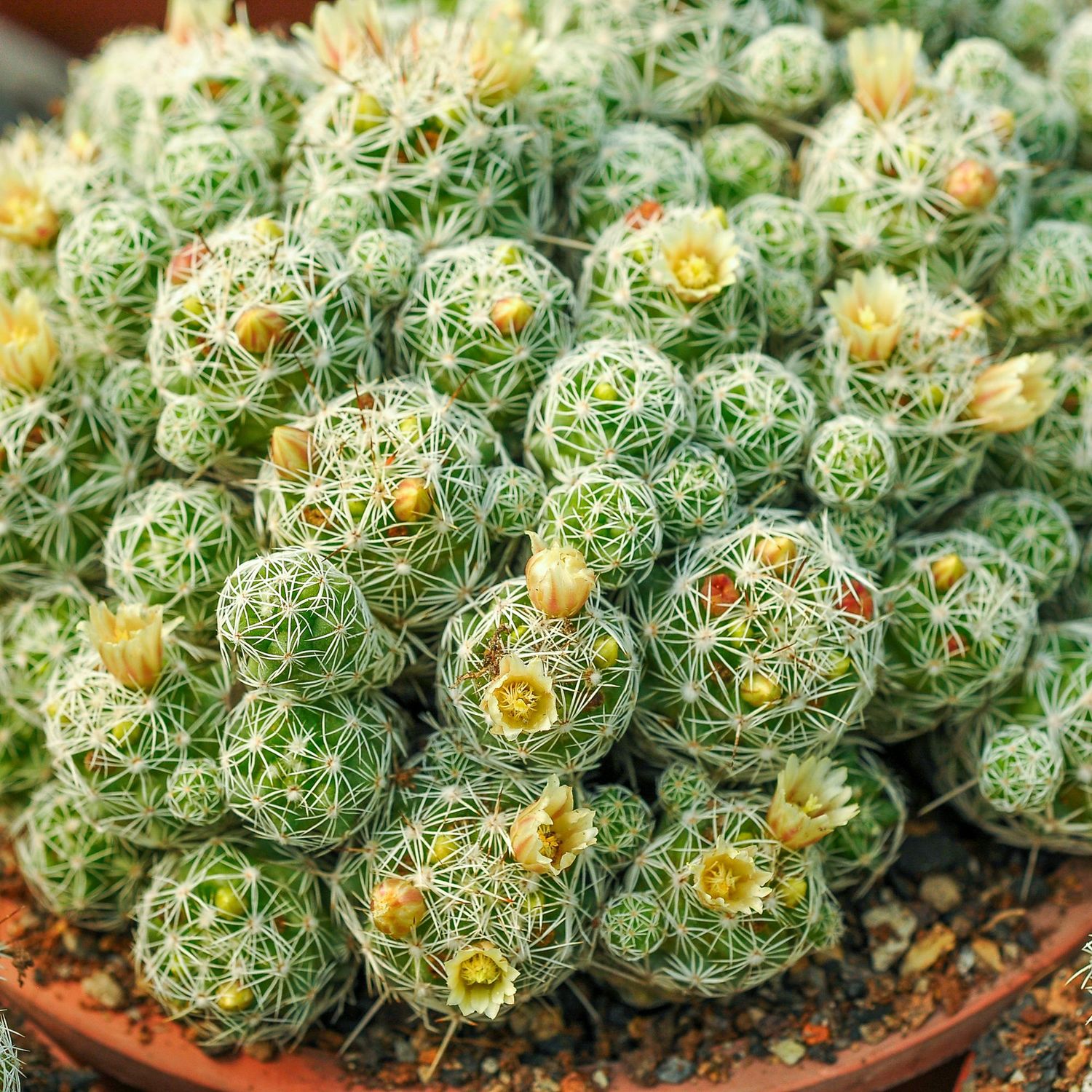 Mammillaria Vetula Subsp Gracilis Specimen plant for display purpose only.