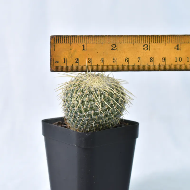 Mammillaria celsiana Longispina with ruler for size reference