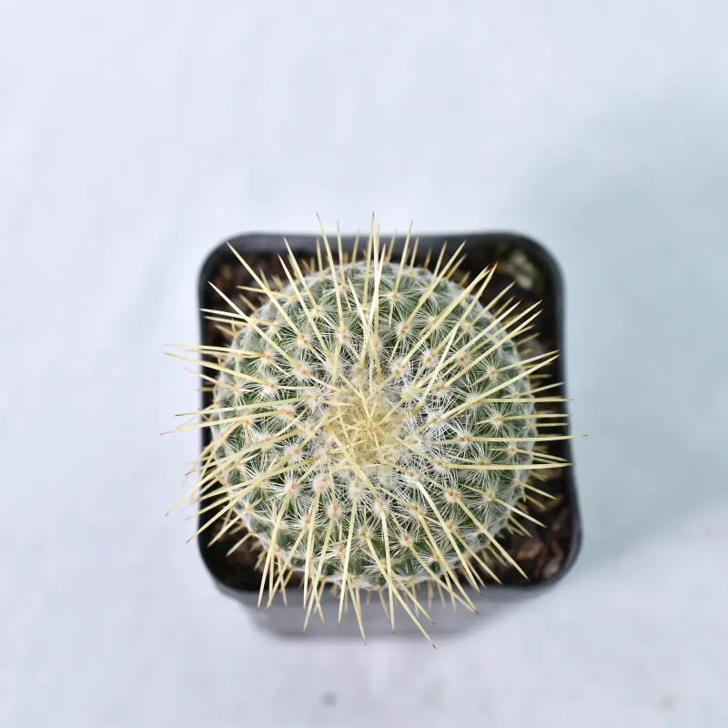 Mammillaria Celsiana Longispina