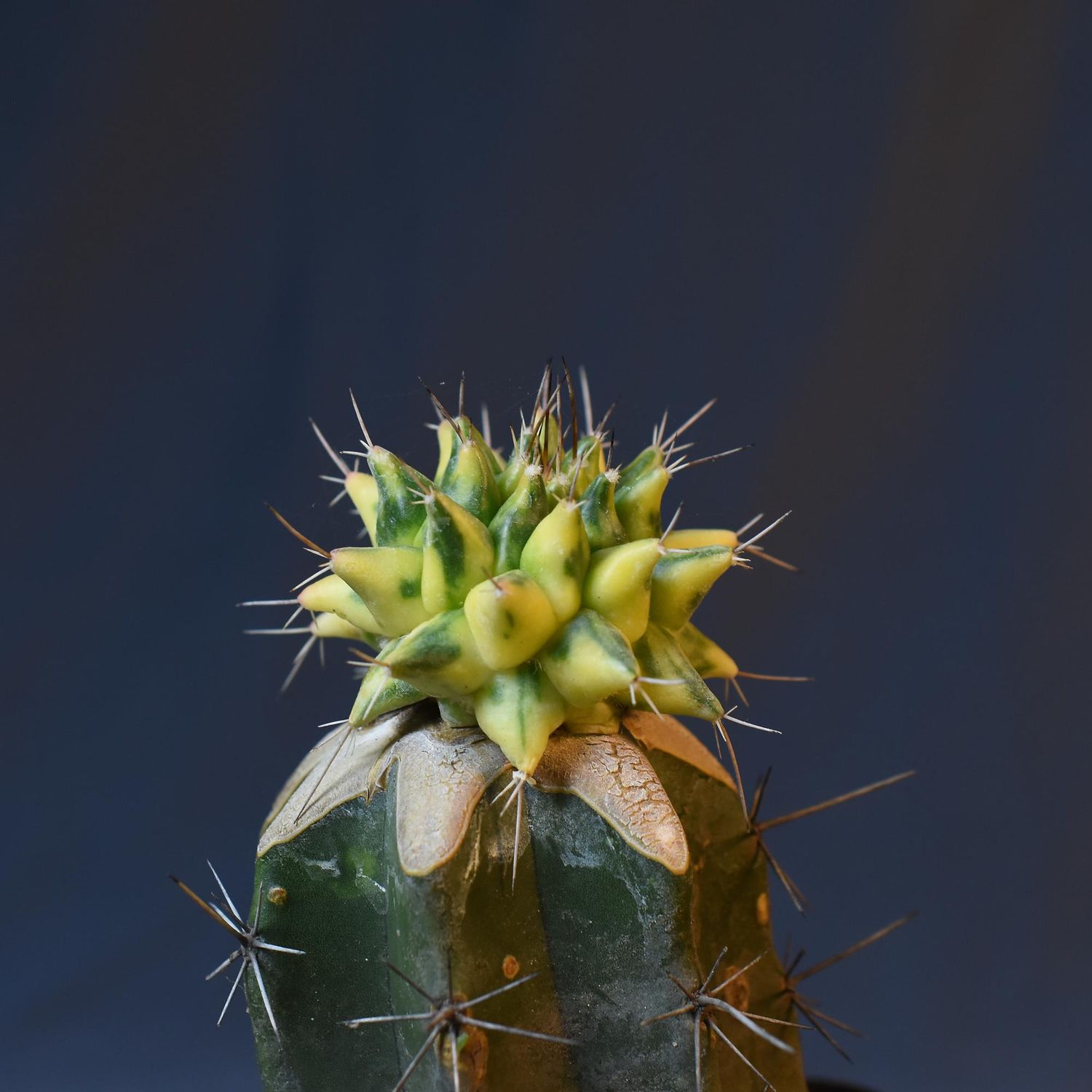 Mammillaria compressa variegated (Grafted)