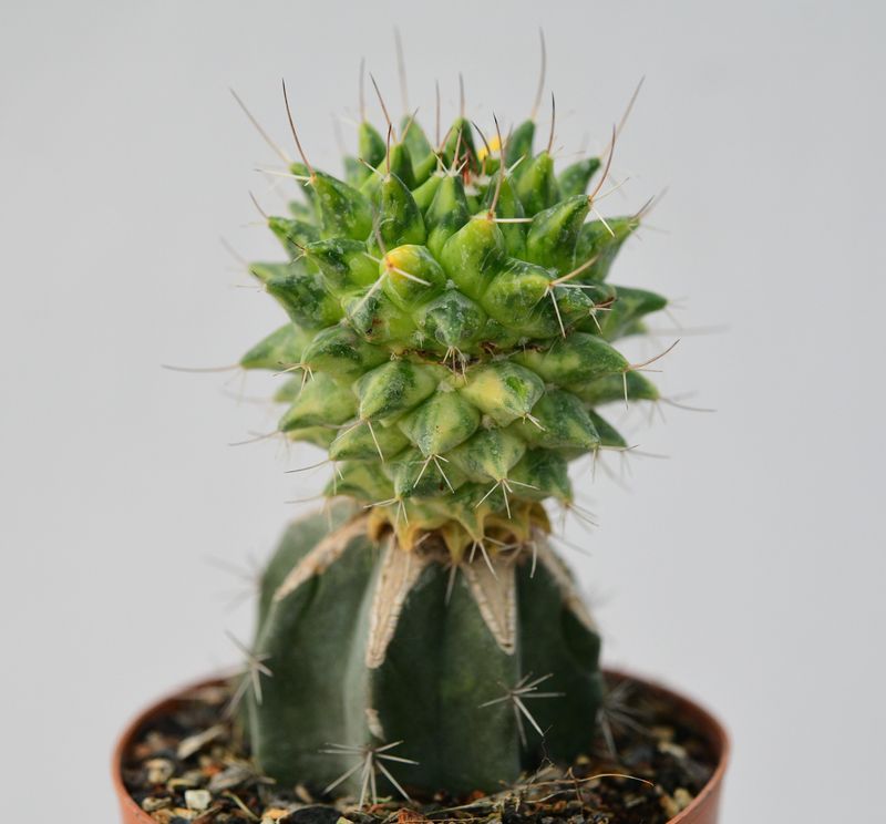 Mammillaria compressa variegated (Grafted) front view