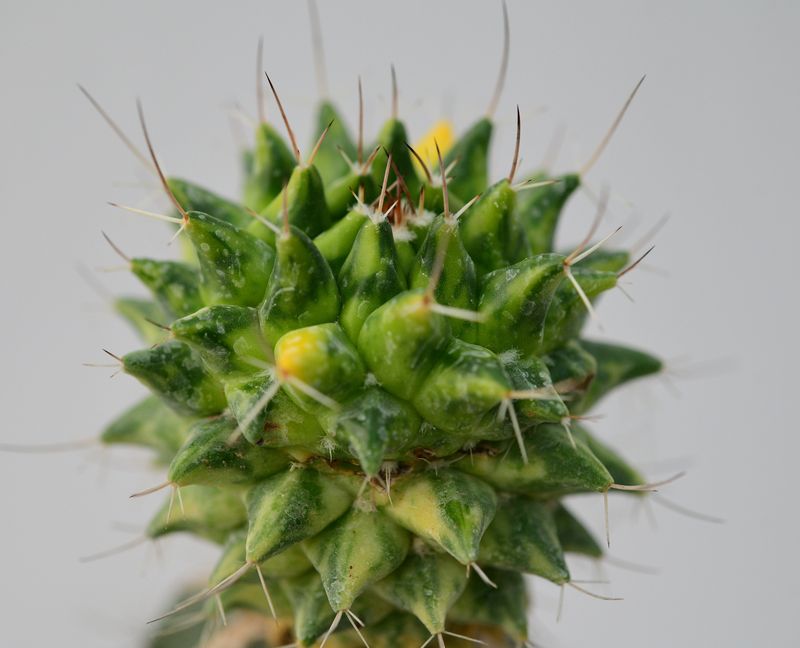 Mammillaria compressa variegated (Grafted) close-up crown