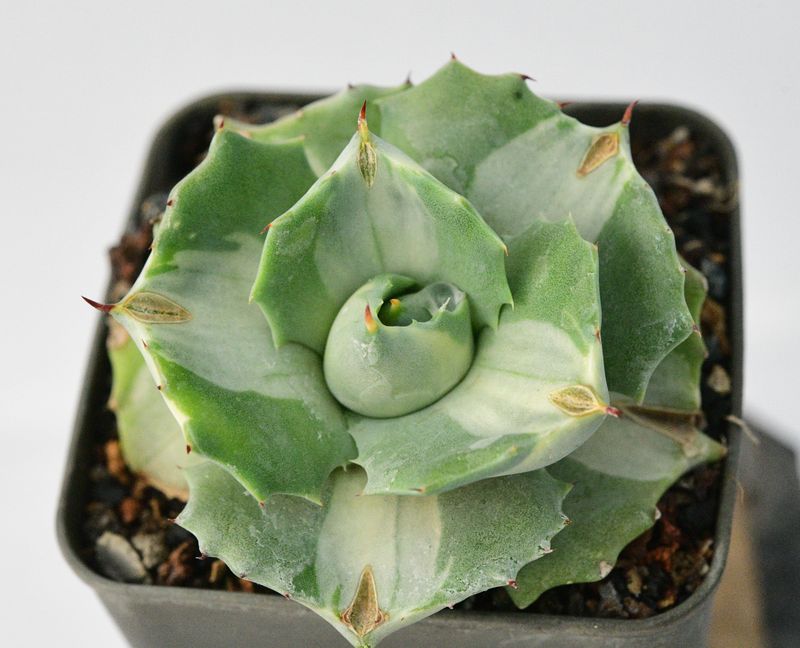 Agave Isthmensis Ohi Raijin Shiro Nakafu (Variegated Dwarf Butterfly Agave)