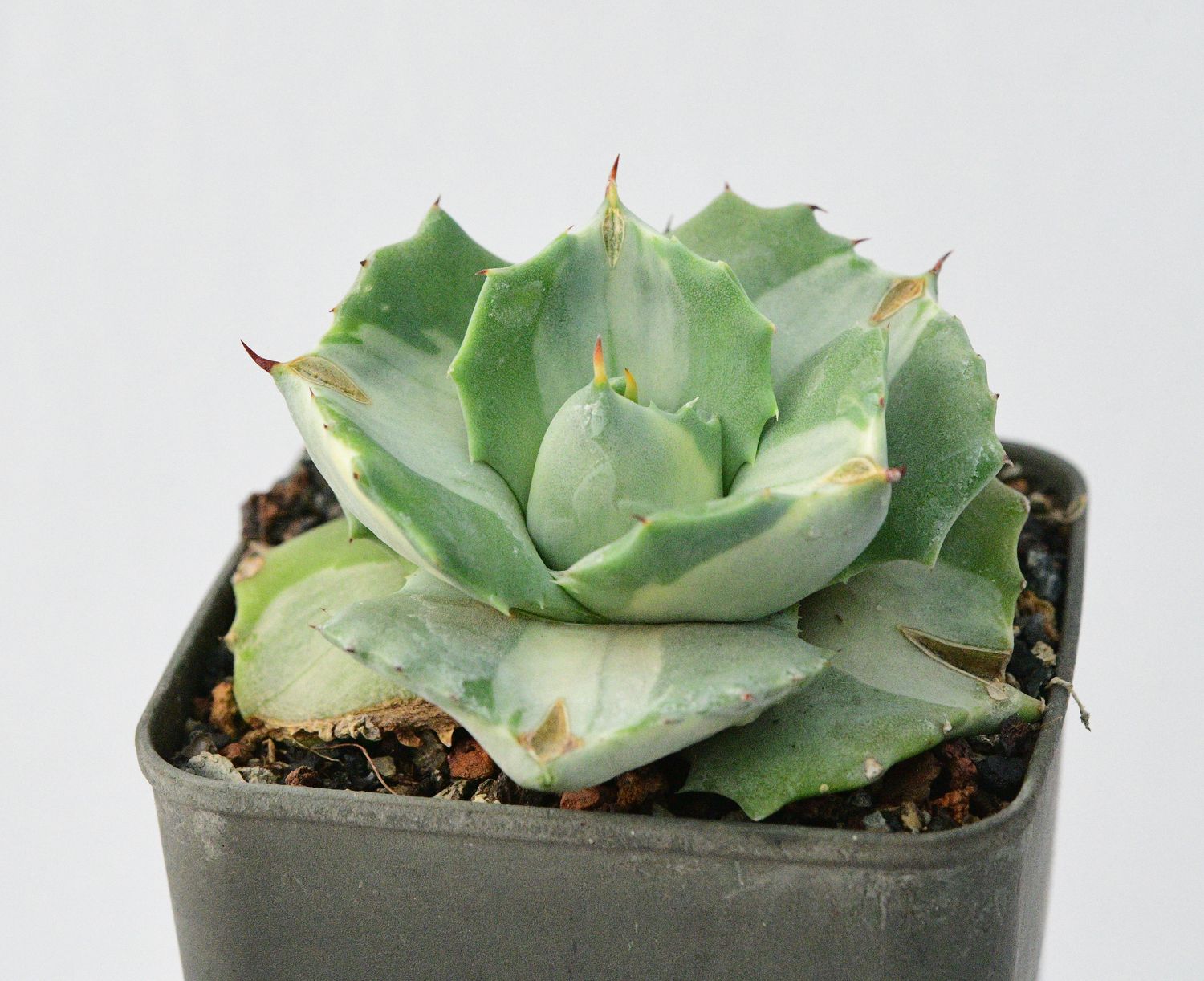 Agave Isthmensis Ohi Raijin Shiro Nakafu (Variegated Dwarf Butterfly Agave)