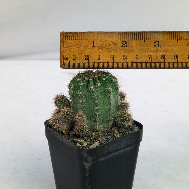 Echinopsis Hybrid "Valkyries"