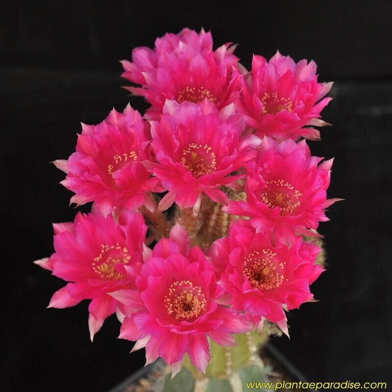 Echinopsis hybrid Eclipse X Seismic Shimmer - Flower