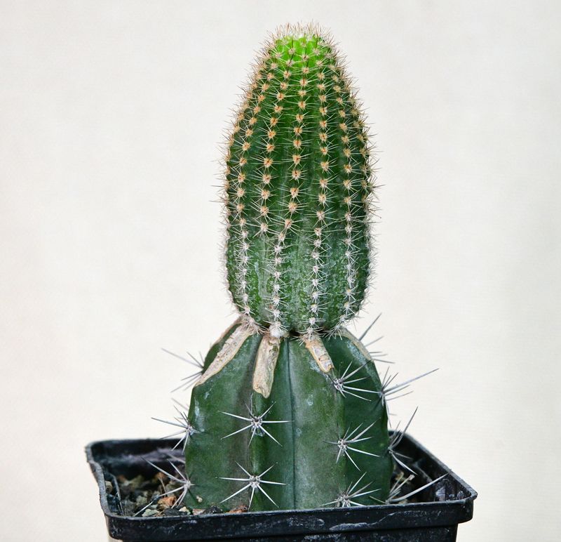 Echinopsis hybrid Eclipse X Seismic Shimmer in nursery pot full body view