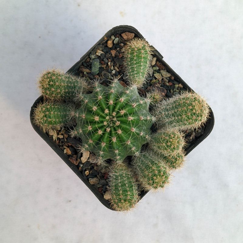Echinopsis Hybrid Statesman