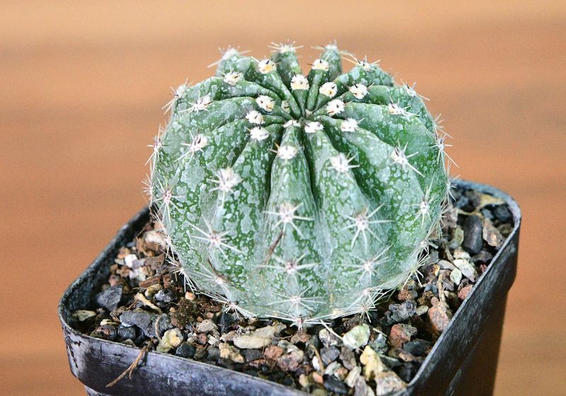 Echinopsis Hybrid Statesman spherical form in nursery pot