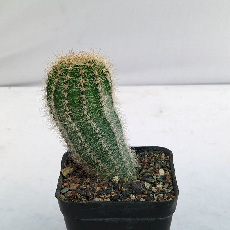 Echinopsis hybrid "Geometría Malva"