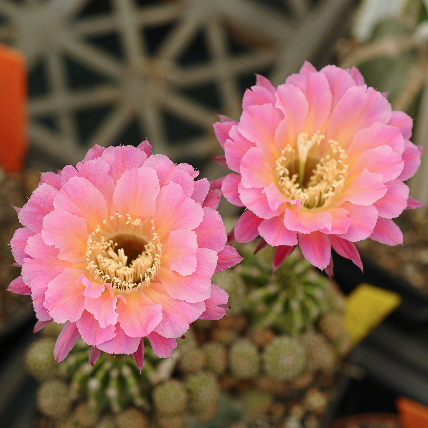 Echinosis hybrid - Flower