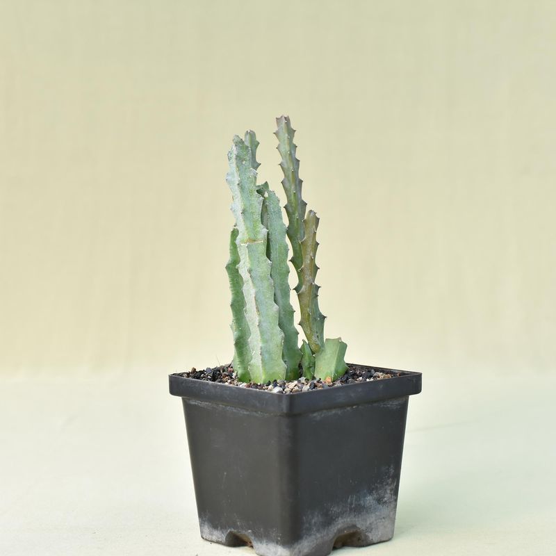 Caralluma umbelleta