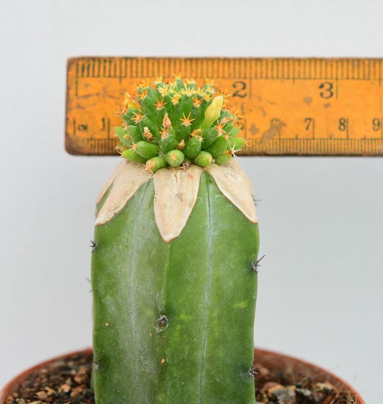Mammillaria camptotricha cv. Bru with ruler for size reference