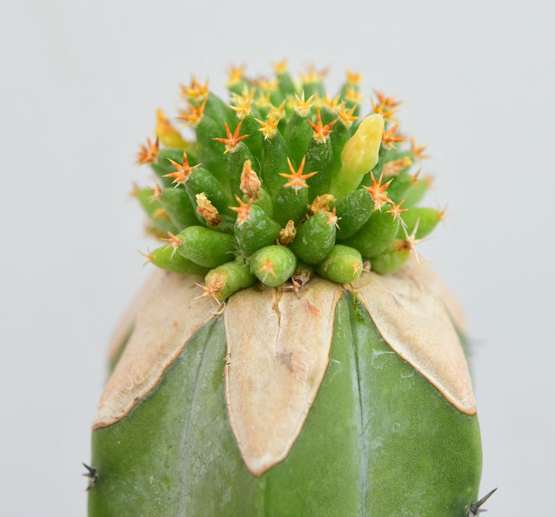 Mammillaria camptotricha cv. Bru