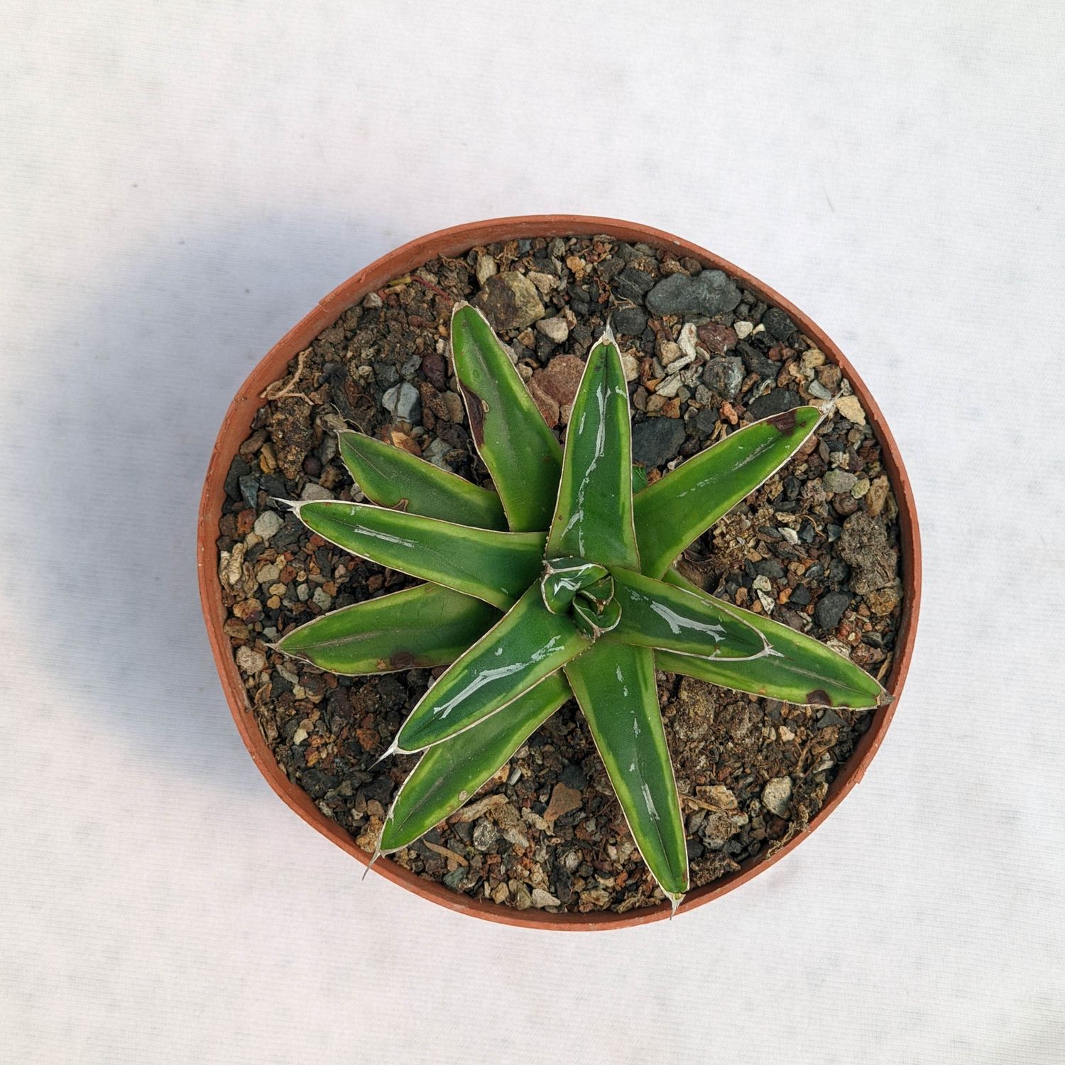 Agave Victoria reginae Ring of Gold