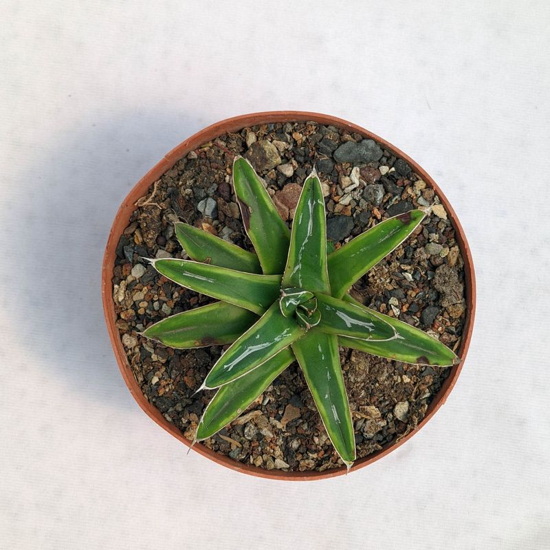 Agave Victoria reginae Ring of Gold