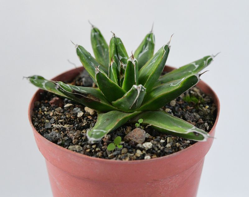 Agave Victoria reginae Ring of Gold