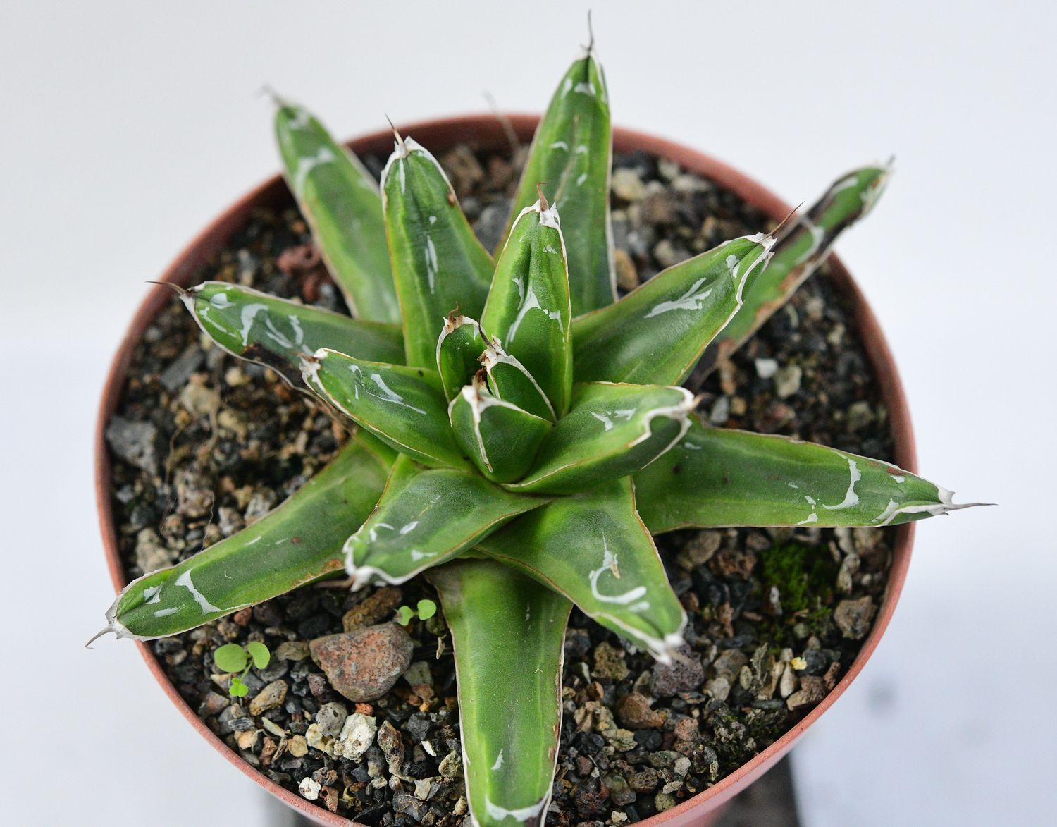Agave Victoria reginae Ring of Gold Agave Victoria reginae Ring of Gold top-down view
