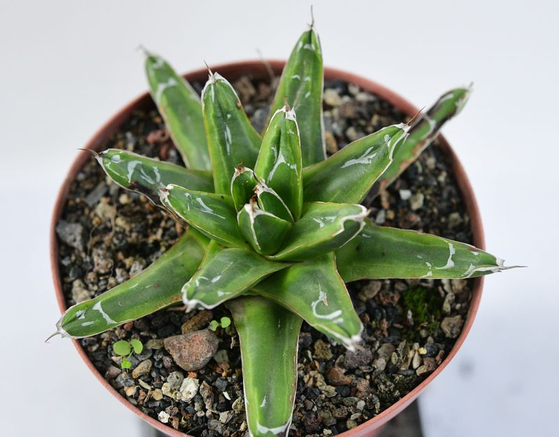 Agave Victoria reginae Ring of Gold