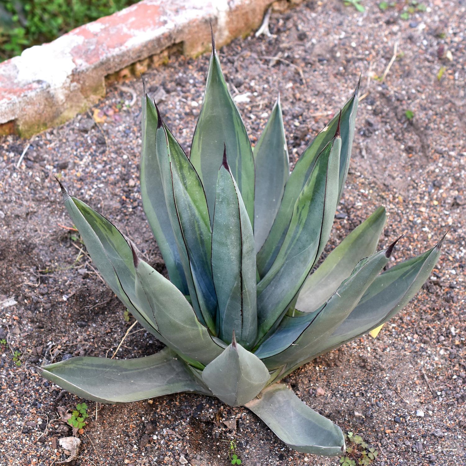 Agave Nickelima Sharrk Byte Agave Nickelima Sharrk Byte