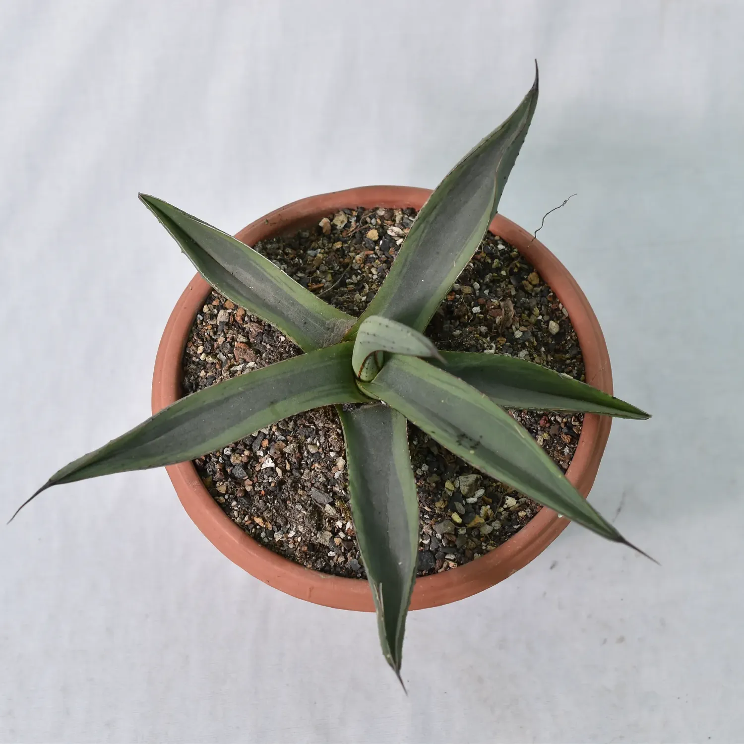 Agave  'Shark Bite' 318 Agave nickellima 'Shark Byte' – Unique Collector's Succulent