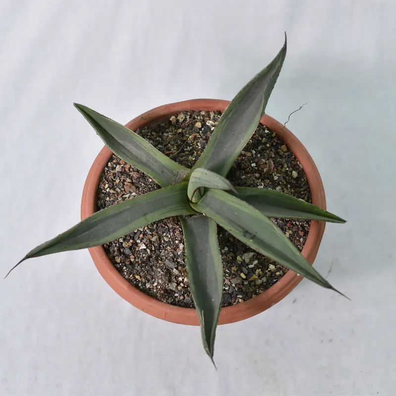 Agave Nickelima Shark Bite