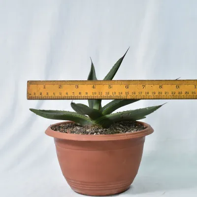 Agave nickellima 'Shark Byte' – Unique Collector's Succulent