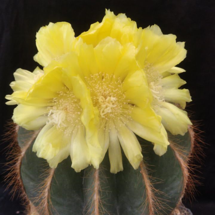 Notocactus magnificus in full bloom with yellow flowers