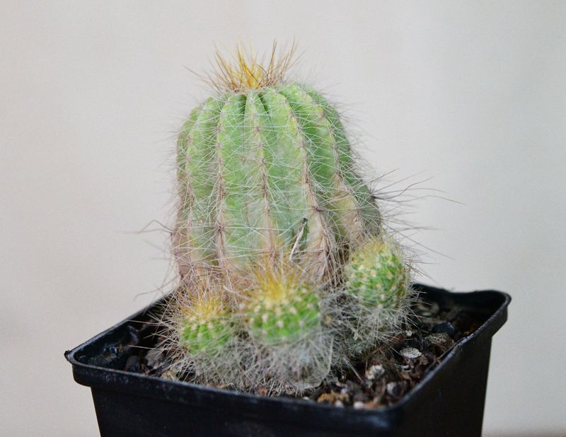Notocactus magnificus potted plant with emerging buds