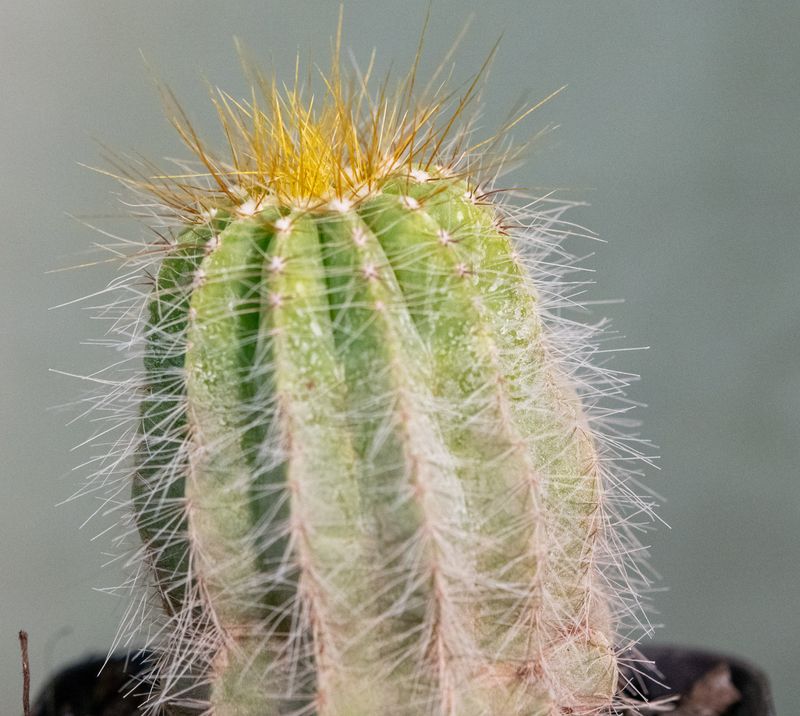 Notocactus magnificus with golden spines and emerging flower bud