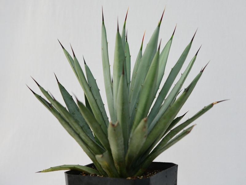 Agave Macrocantha (Blue cultivar) Agave Macrocantha (Blue cultivar)