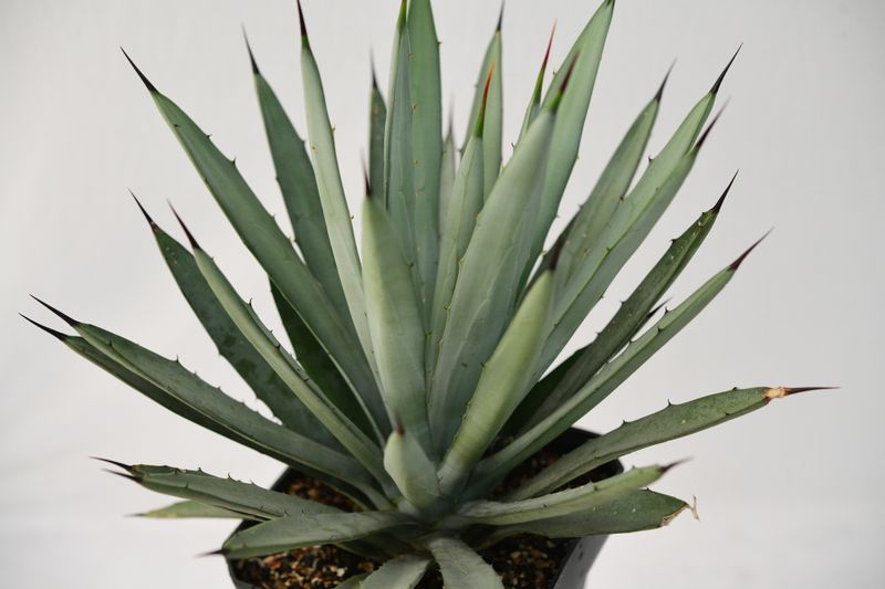 Agave Macrocantha (Blue cultivar)