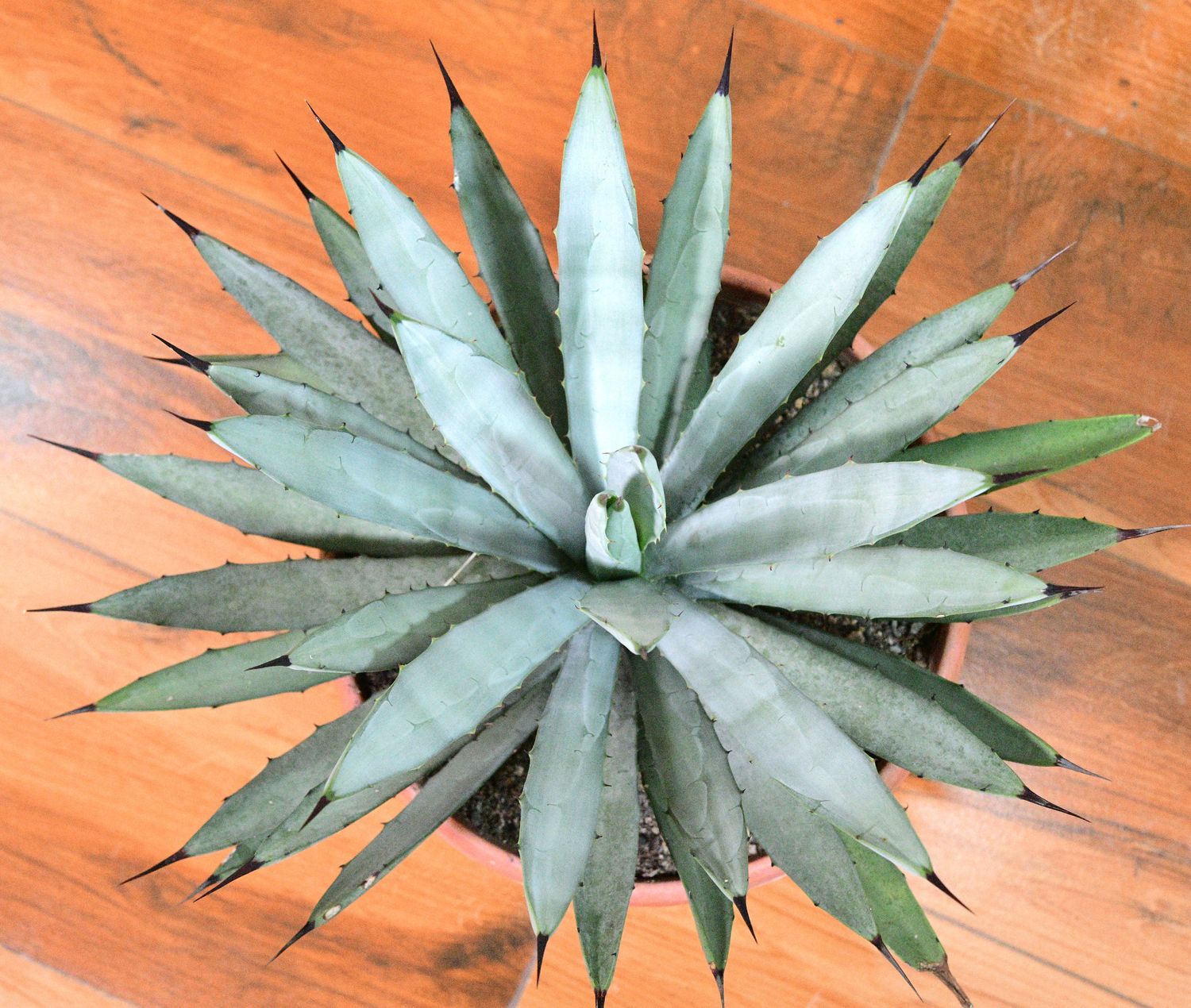 Agave macrocantha (Blue cultivar)