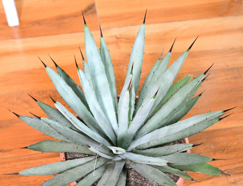 Agave macrocantha (Blue cultivar)
