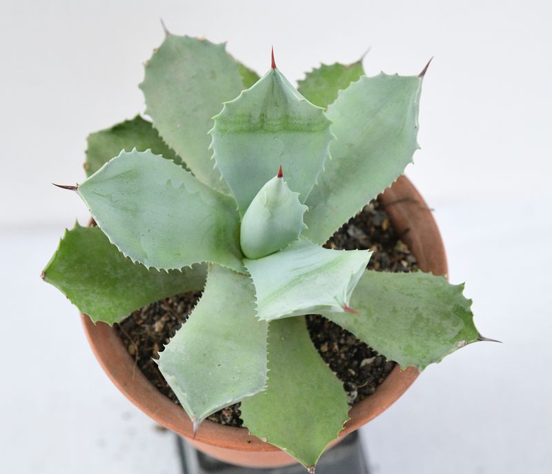 Agave isthemensis Agave isthemensis