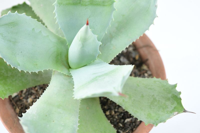 Agave isthemensis