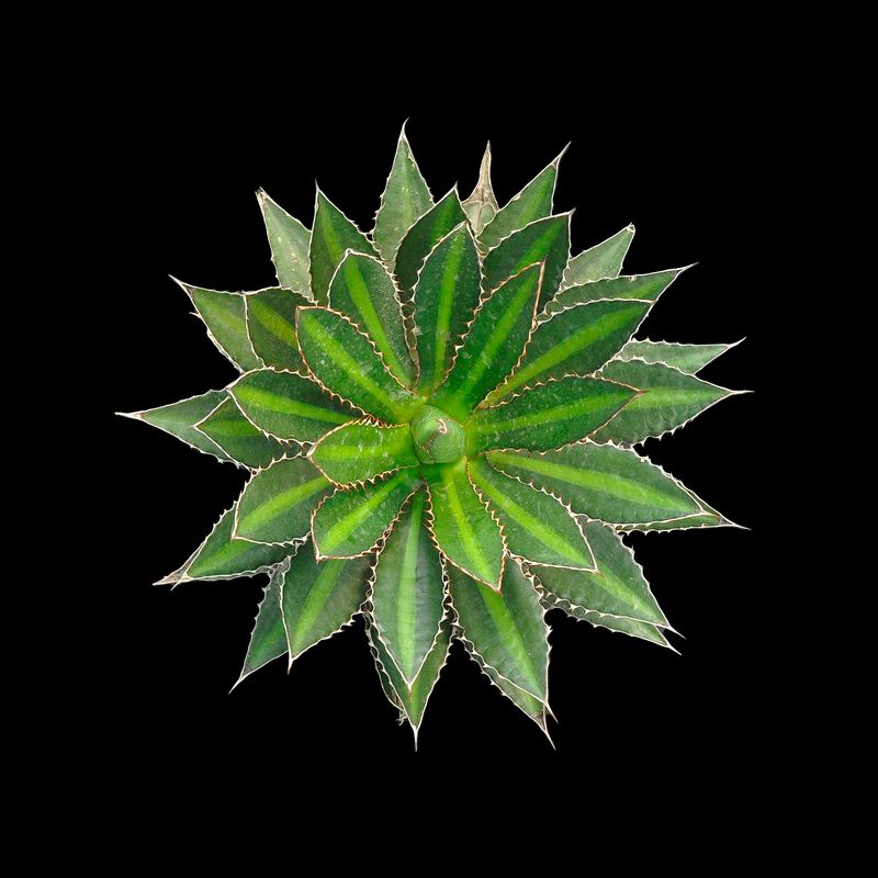 Agave lophantha cv 'splendida' (Agave univittata 'Splendida') Specimen plant for display purpose only.