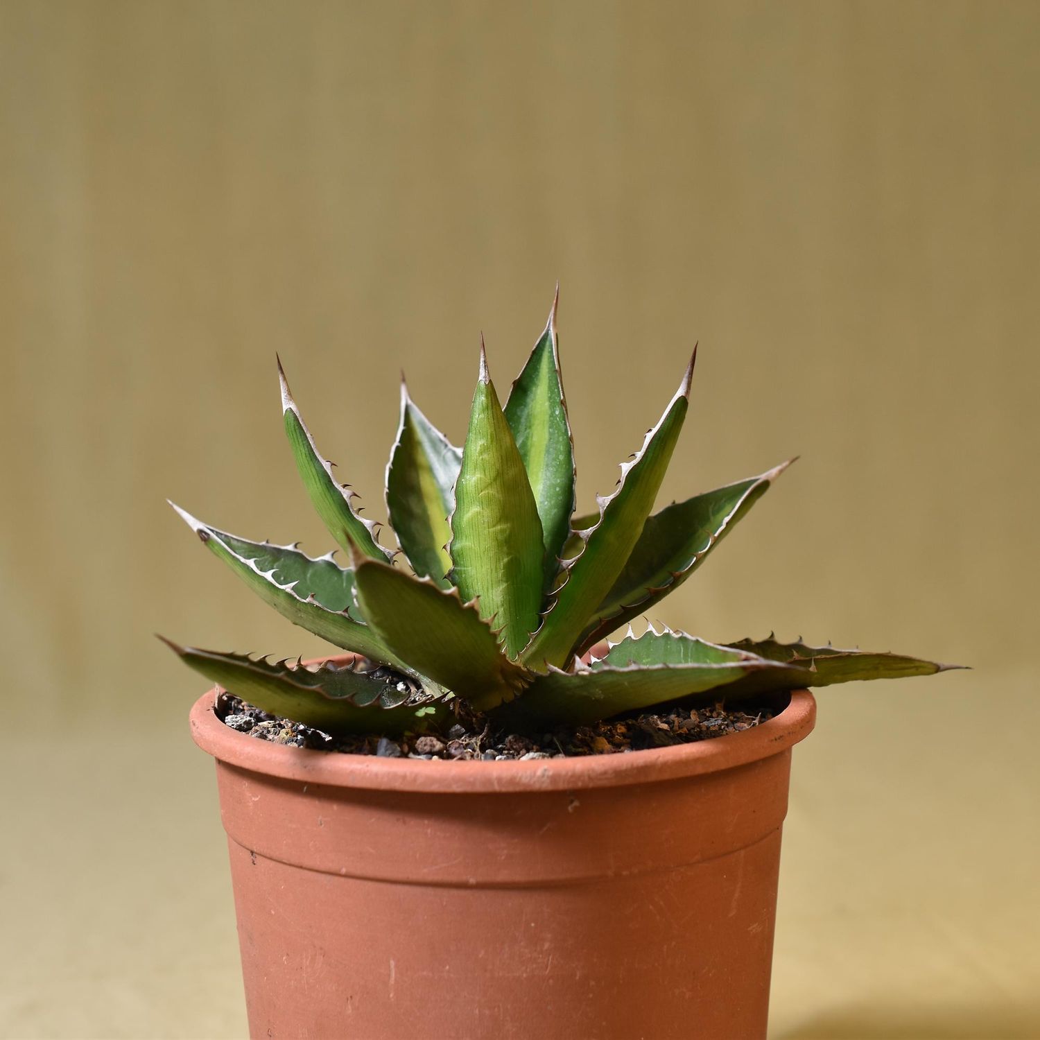 agave lophantha splendida Agave Lophantha Splendida – Beaultiful Desert Plants main image 0