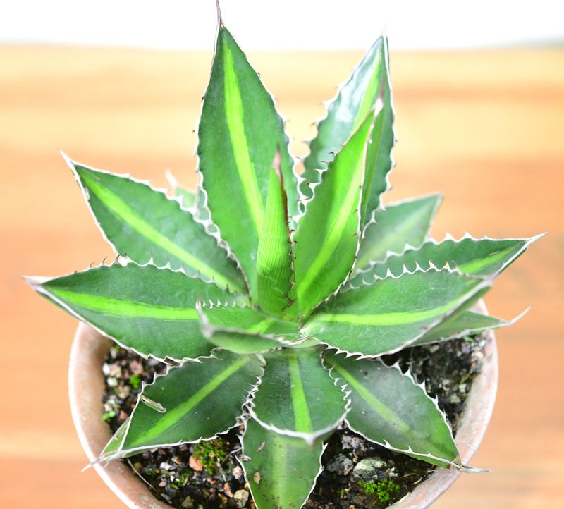 Agave lophantha cv 'splendida' (Agave univittata 'Splendida') in white pot, front view